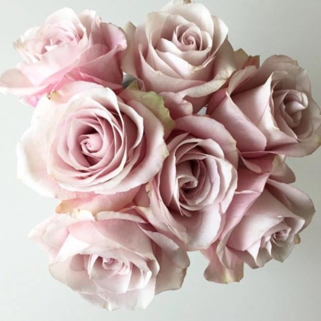 Light Pink Secret Garden Rose