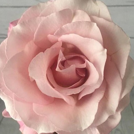 Secret Garden' Light Pink bi-Color Roses The Rosarium - Premium Flower  Delivery Vaughan Toronto Thornhill Mississauga