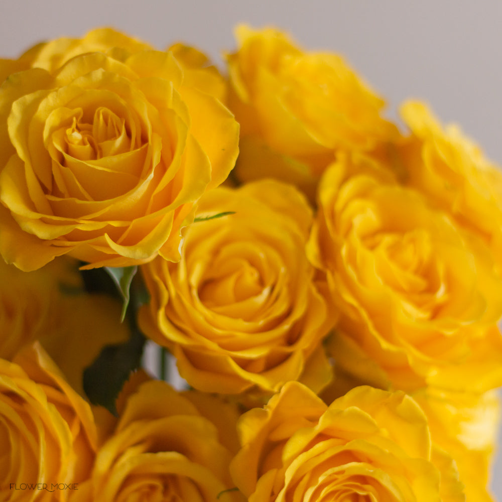 Bikini Yellow Roses