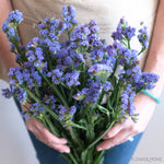 indigo blue statice flower