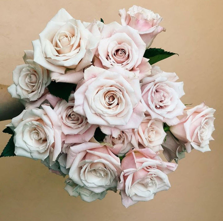 Blush Pink Sweet Escimo Rose | DIY Wedding Flowers | Flower Moxie