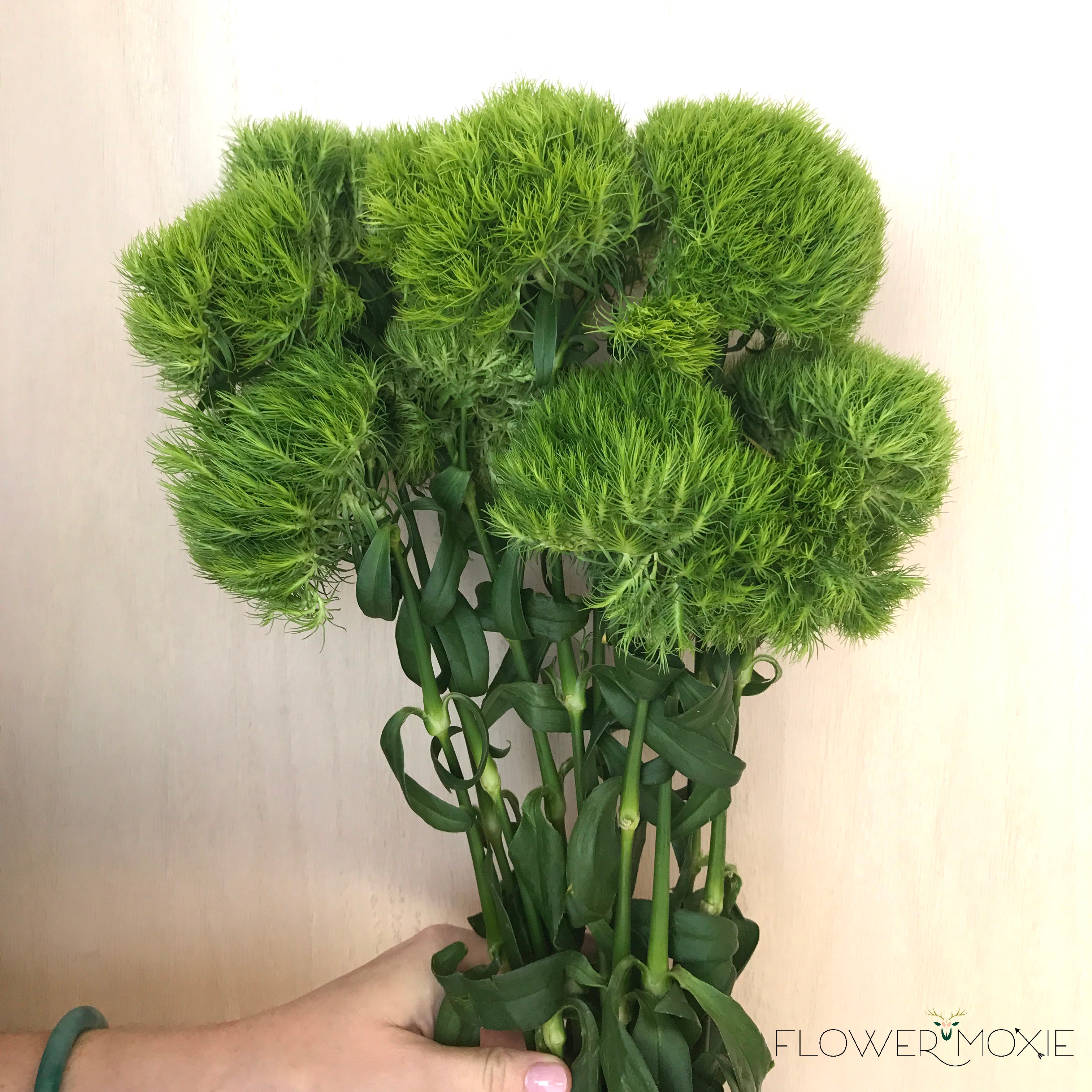 Dianthus green trick flower