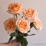 Tiffany Peach Roses