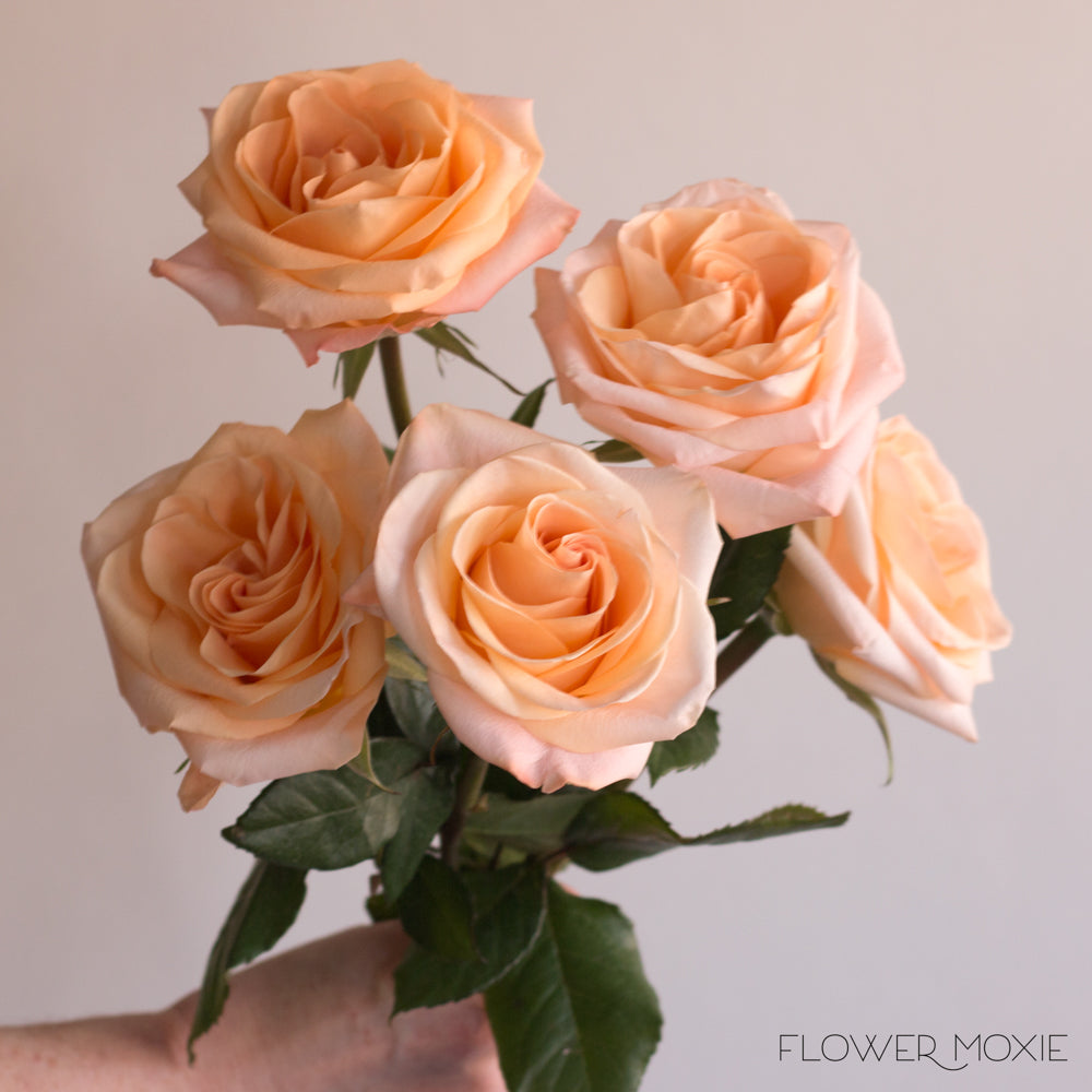 Peach Flowers - We Love Colors