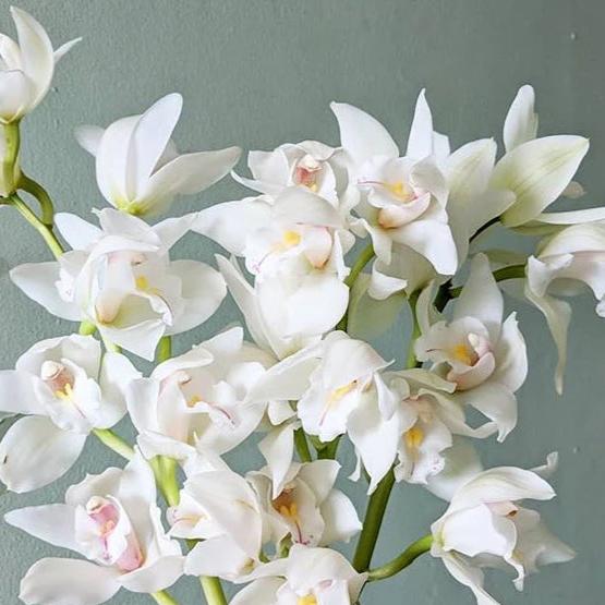White Standard Cymbidium Orchid Flower