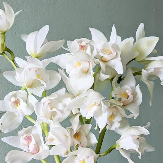 White Cymbidium Orchids | DIY Wedding Flowers | Flower Moxie 6 Stems