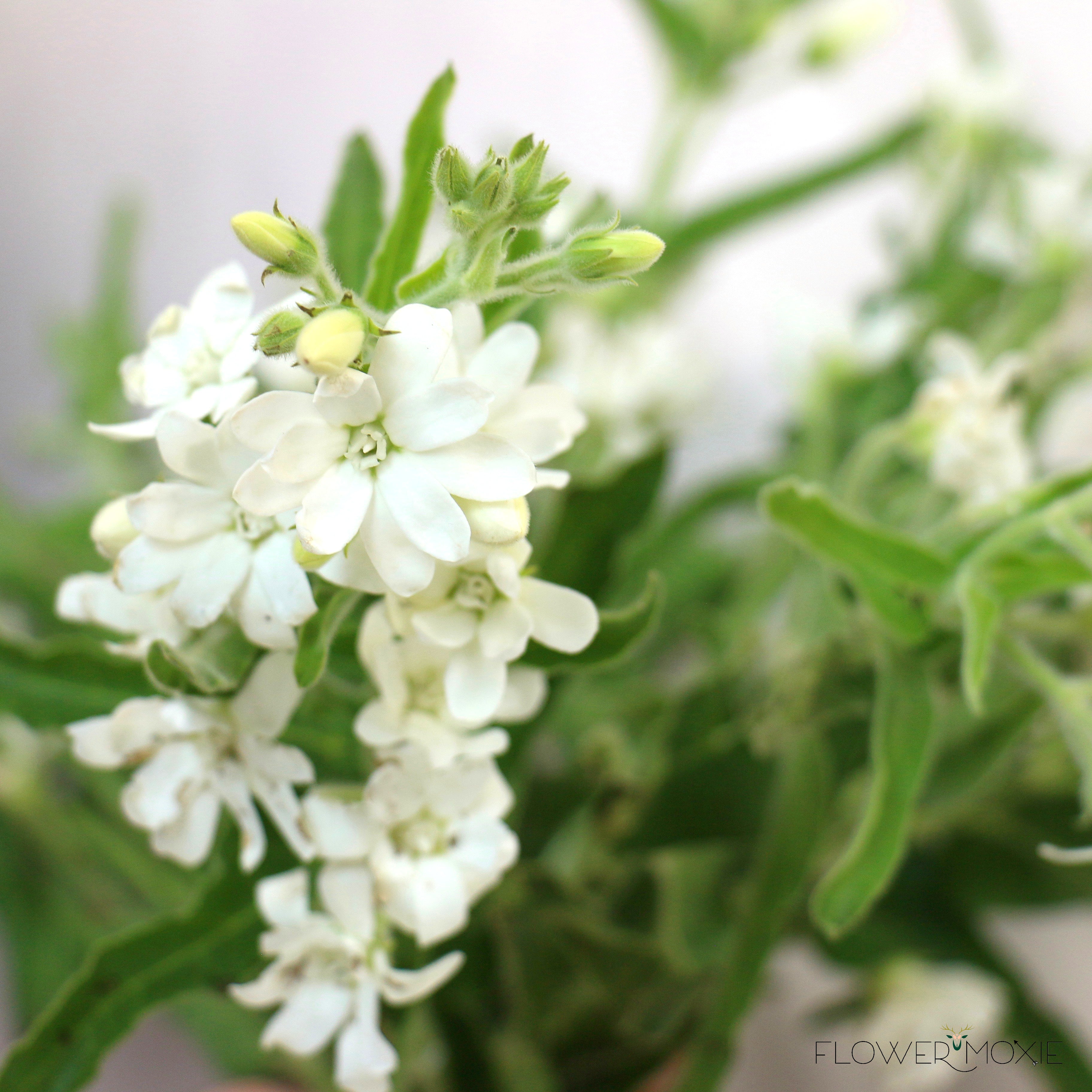 White Tweedia Flower
