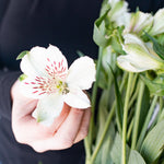 white alstroemeria flower