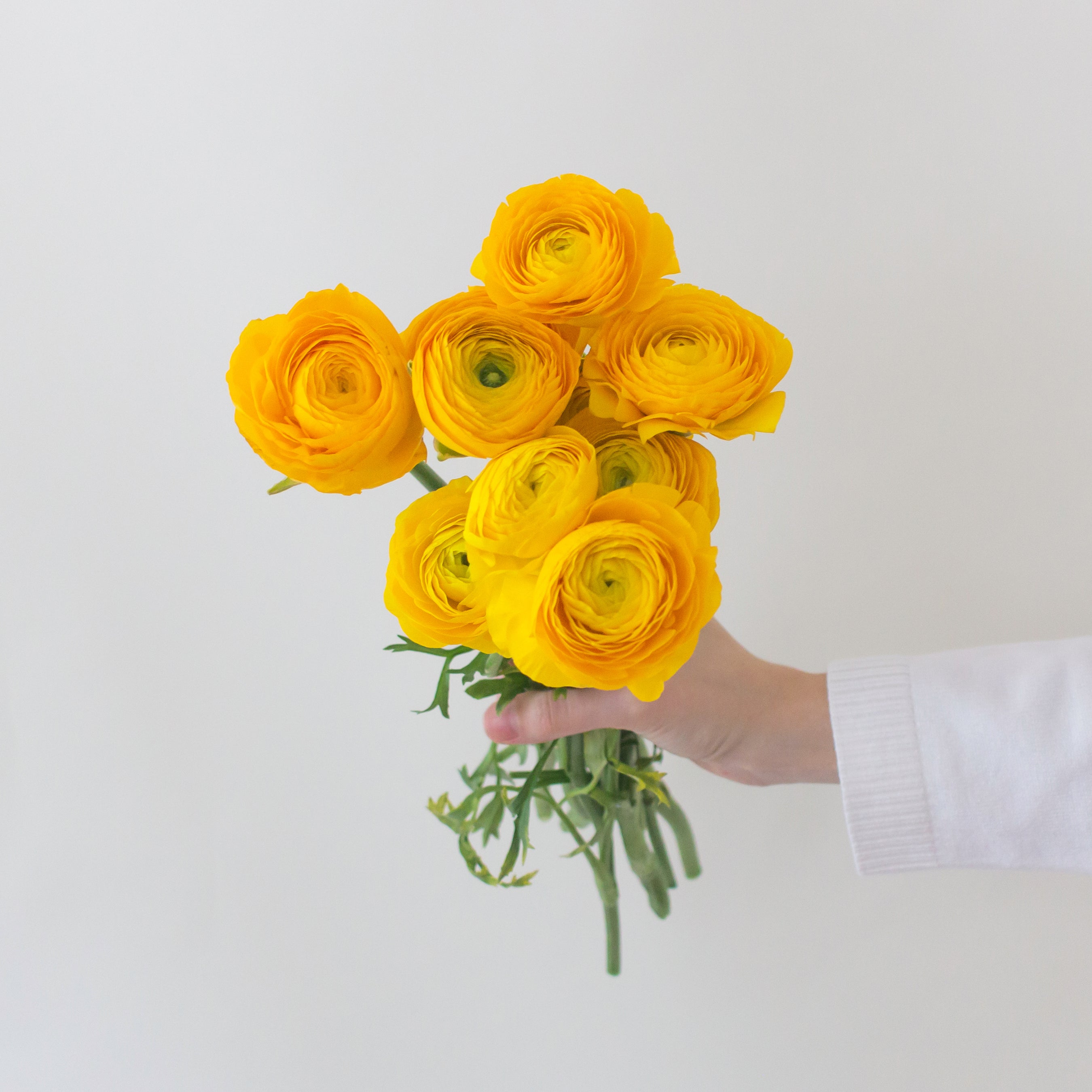 Yellow Ranunculus | Bulk Fresh DIY Wedding Flowers | Flower Moxie