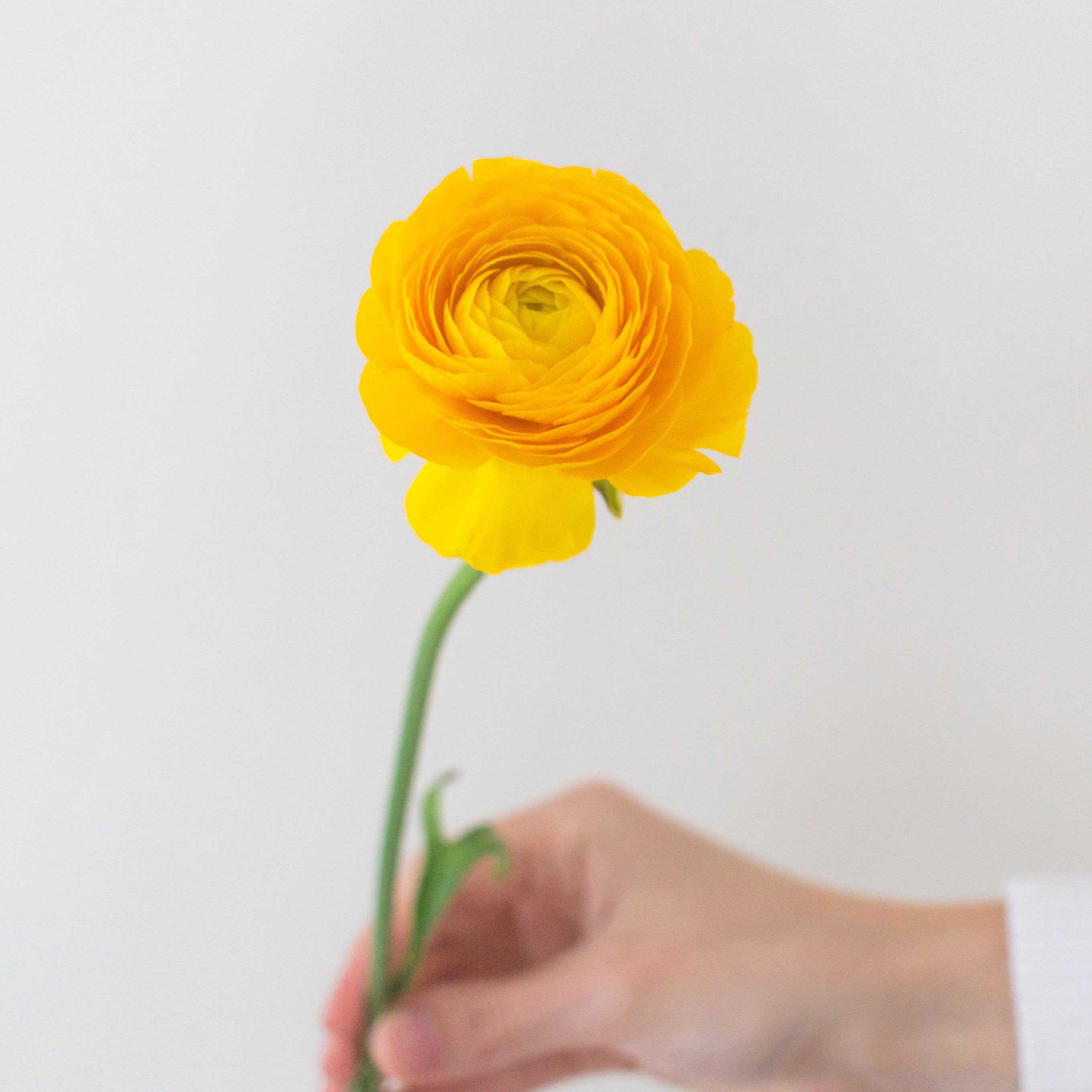 yellow ranunculus flower