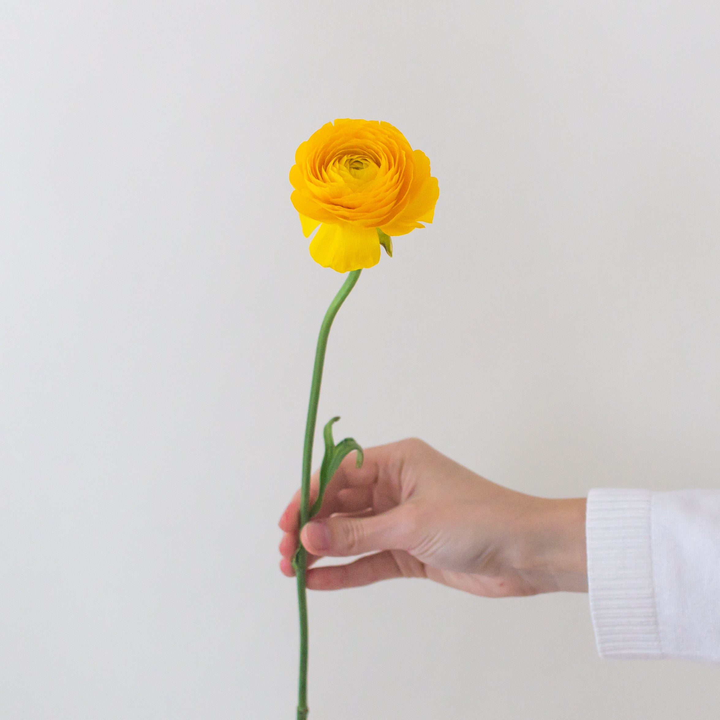 Yellow Ranunculus | Bulk Fresh DIY Wedding Flowers | Flower Moxie